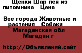 Щенки Шар пея из питомника › Цена ­ 25 000 - Все города Животные и растения » Собаки   . Магаданская обл.,Магадан г.